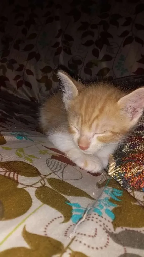 Gato raça Sem raça definida idade Abaixo de 2 meses nome Sem nome