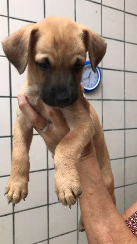 Cachorro ra a  idade Abaixo de 2 meses nome Molly