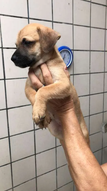 Cachorro ra a  idade Abaixo de 2 meses nome Molly