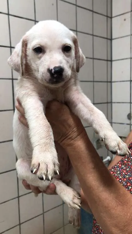 Cachorro ra a  idade Abaixo de 2 meses nome Branquinha