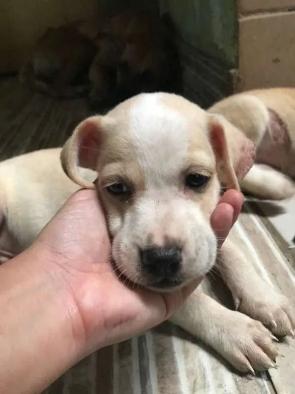 Cachorro ra a  idade Abaixo de 2 meses nome Zeus