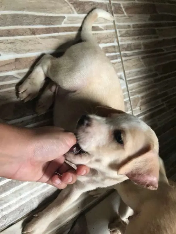 Cachorro ra a  idade Abaixo de 2 meses nome Zeus