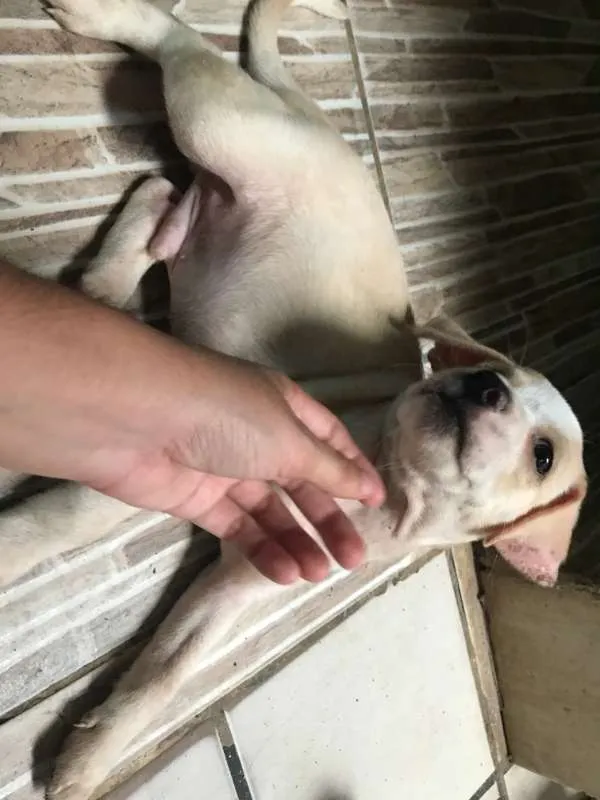 Cachorro ra a  idade Abaixo de 2 meses nome Zeus
