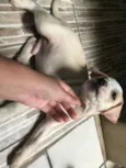 Zeus