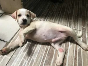 Cachorro raça  idade Abaixo de 2 meses nome Zeus