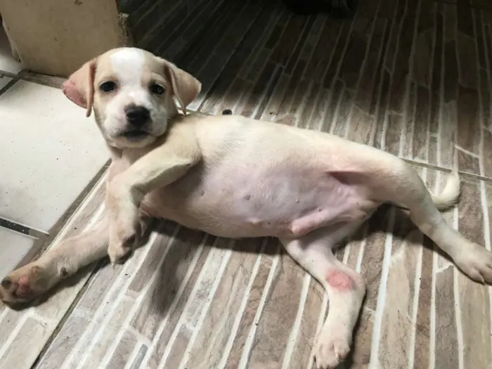 Cachorro ra a  idade Abaixo de 2 meses nome Zeus