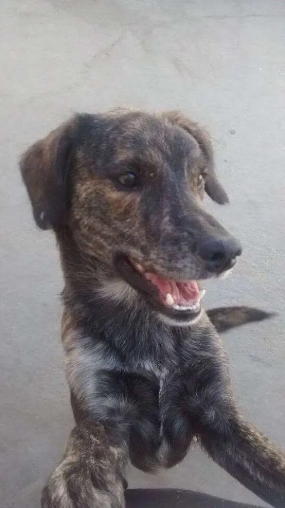 Cachorro ra a vira latas idade 2 anos nome Tigrão