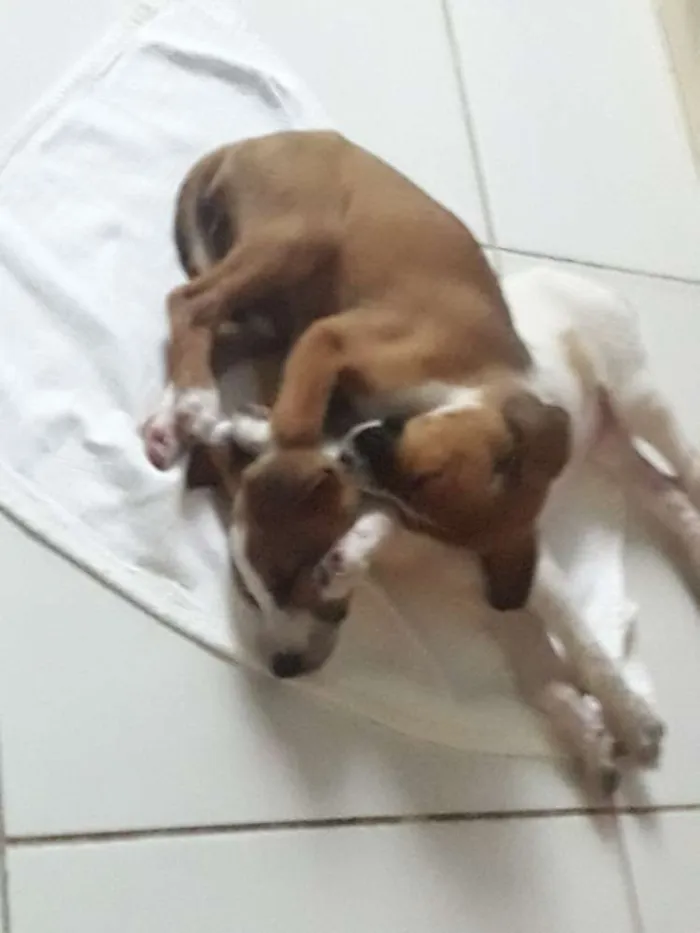 Cachorro ra a Vira- lata idade 2 a 6 meses nome Não tem ainda