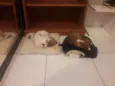 Não tem ainda