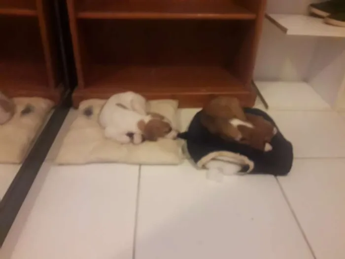 Cachorro ra a Vira- lata idade 2 a 6 meses nome Não tem ainda