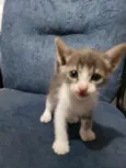 Gato raça Vira lata idade 2 a 6 meses nome Sem nome