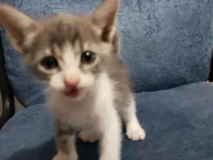 Gato raça Vira lata idade 2 a 6 meses nome Sem nome