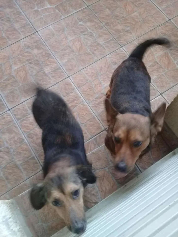 Cachorro ra a Vira lata idade  nome Fred, layla e lara