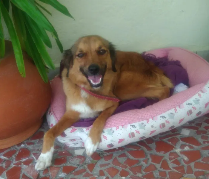 Cachorro ra a SRD idade 7 a 11 meses nome ESPERANÇA