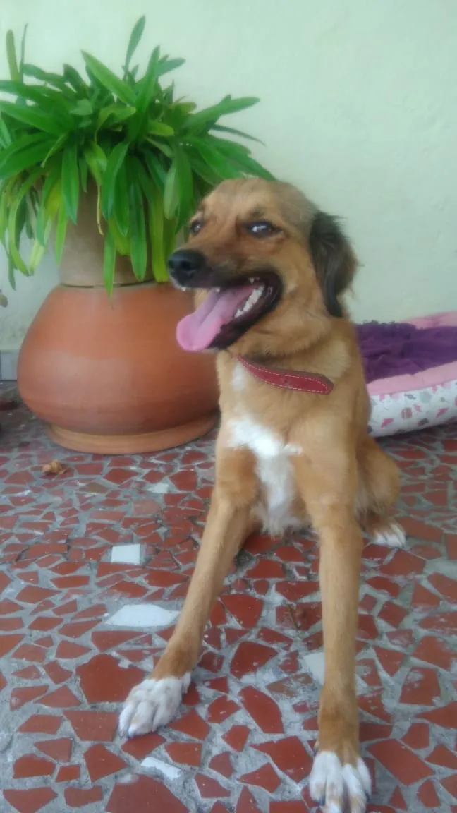 Cachorro ra a SRD idade 7 a 11 meses nome ESPERANÇA