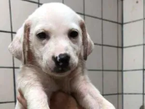 Cachorro raça  idade Abaixo de 2 meses nome Branquinha