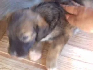 Cachorro raça Viralata idade Abaixo de 2 meses nome Não  tem nome