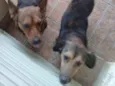 Fred, layla e lara