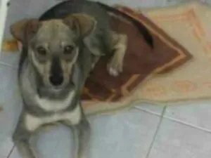 Cachorro raça vira lata  idade 3 anos nome Duke