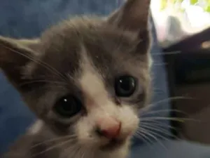 Gato raça Vira lata idade 2 a 6 meses nome Sem nome