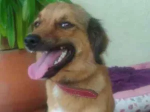 Cachorro raça SRD idade 7 a 11 meses nome ESPERANÇA