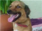 Cachorro raça SRD idade 7 a 11 meses nome ESPERANÇA