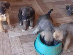 Cachorro raça Viralata idade Abaixo de 2 meses nome Não tem nome 