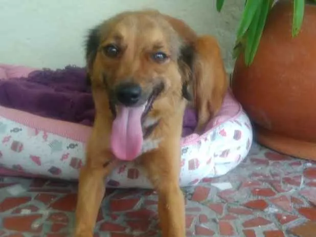 Cachorro ra a SRD idade 7 a 11 meses nome ESPERANÇA