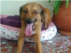 Cachorro raça SRD idade 7 a 11 meses nome ESPERANÇA