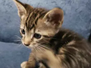 Gato raça Vira lata idade 2 a 6 meses nome Sem nome