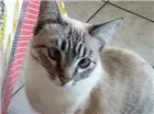 Gato raça balinês idade 3 anos nome Pikachu 