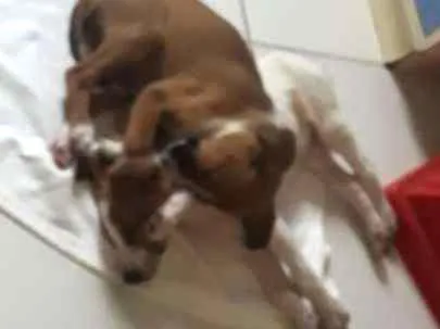 Cachorro ra a Vira- lata idade 2 a 6 meses nome Não tem ainda