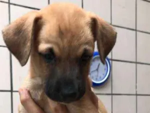 Cachorro raça  idade Abaixo de 2 meses nome Molly