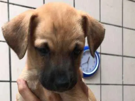 Cachorro ra a  idade Abaixo de 2 meses nome Molly