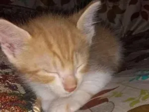 Gato raça Sem raça definida idade Abaixo de 2 meses nome Sem nome