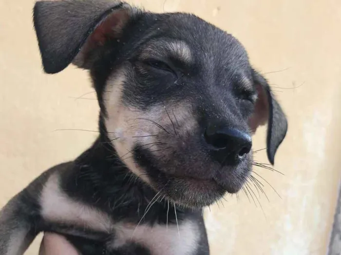 Cachorro ra a  idade Abaixo de 2 meses nome 7 irmãs