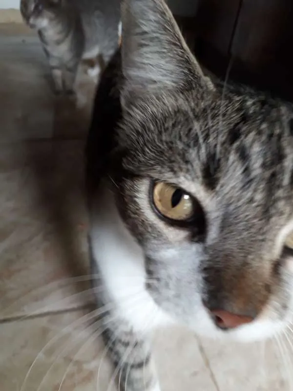 Gato ra a Não definida idade 4 anos nome Estela, Belo e Bela