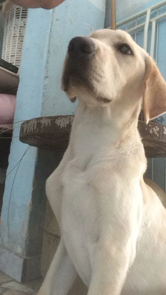 Cachorro ra a Labrador idade 1 ano nome Thomas 
