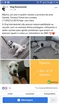 Cachorro raça Pitbull com srd idade 1 ano nome Nick