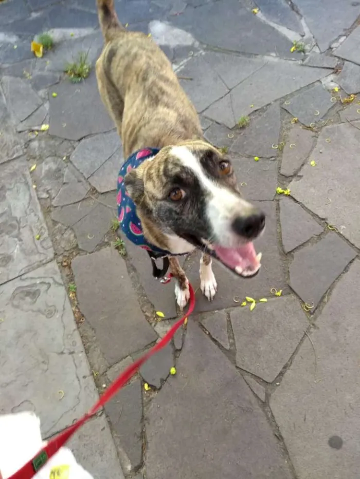 Cachorro ra a Sem raça idade 4 anos nome Yumna