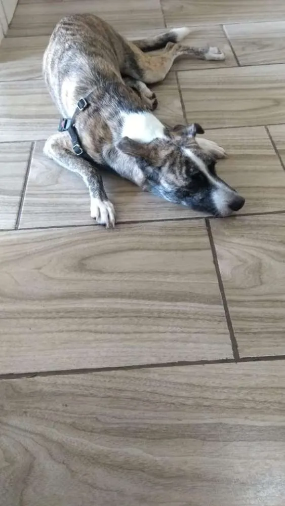 Cachorro ra a Sem raça idade 4 anos nome Yumna
