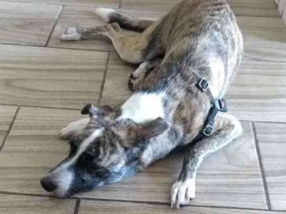 Cachorro ra a Sem raça idade 4 anos nome Yumna