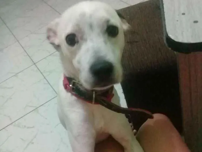 Cachorro ra a Pitbull com srd idade 1 ano nome Nick