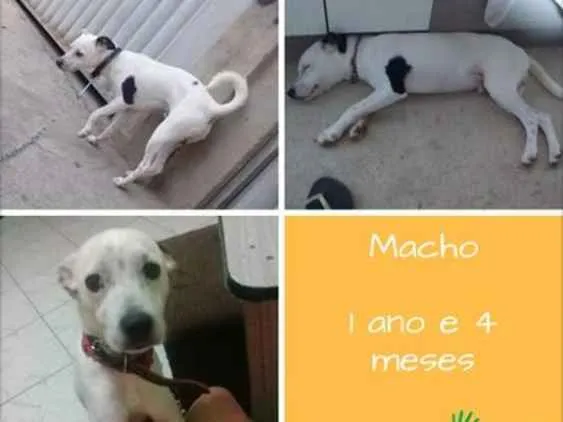 Cachorro ra a Pitbull com srd idade 1 ano nome Nick