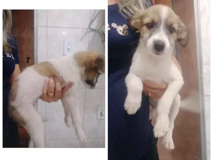 Cachorro ra a mista idade 2 a 6 meses nome femeas e machos