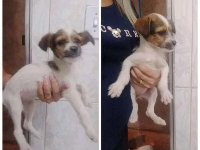 Cachorro ra a mista idade 2 a 6 meses nome femeas e machos