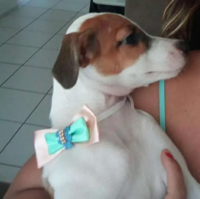 Cachorro raça INDEFINIDA idade 2 a 6 meses nome NINA