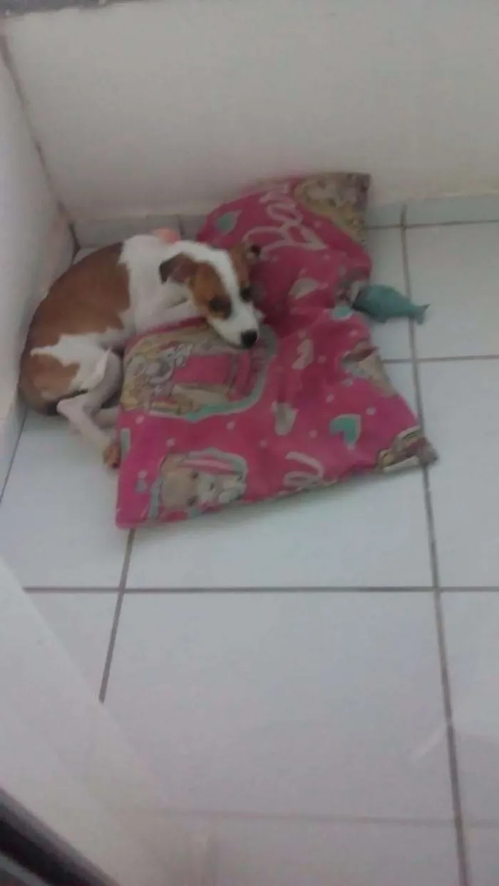 Cachorro raça INDEFINIDA idade 2 a 6 meses nome NINA