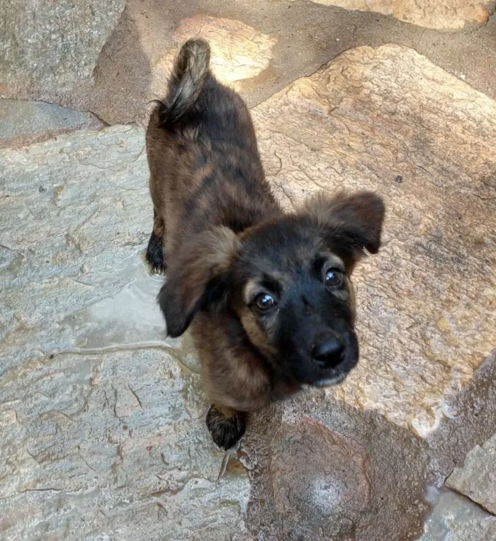 Cachorro ra a Viralatas idade 2 a 6 meses nome Madonna e Rihanna