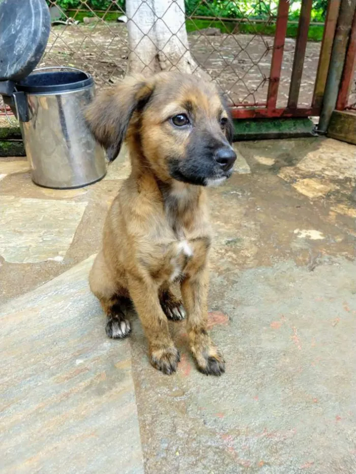 Cachorro ra a Viralatas idade 2 a 6 meses nome Madonna e Rihanna